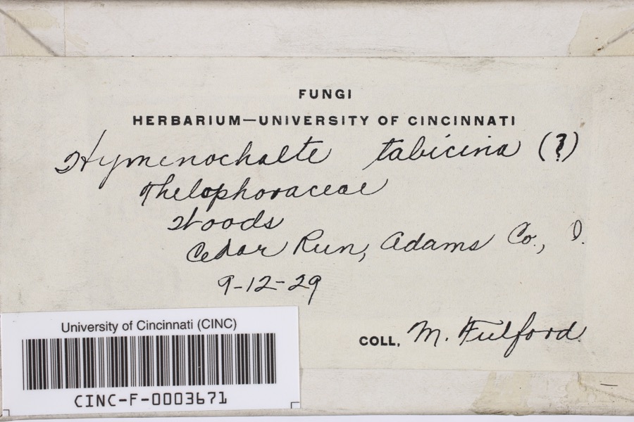 Specimen of Hymenochaete tabacina (Sowerby) Lév.