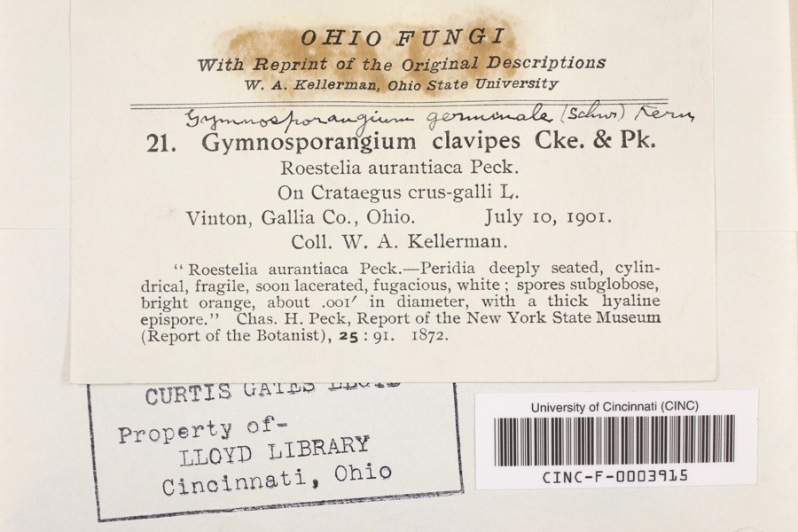 Specimen of Gymnosporangium germinale (Schwein.) F.Kern