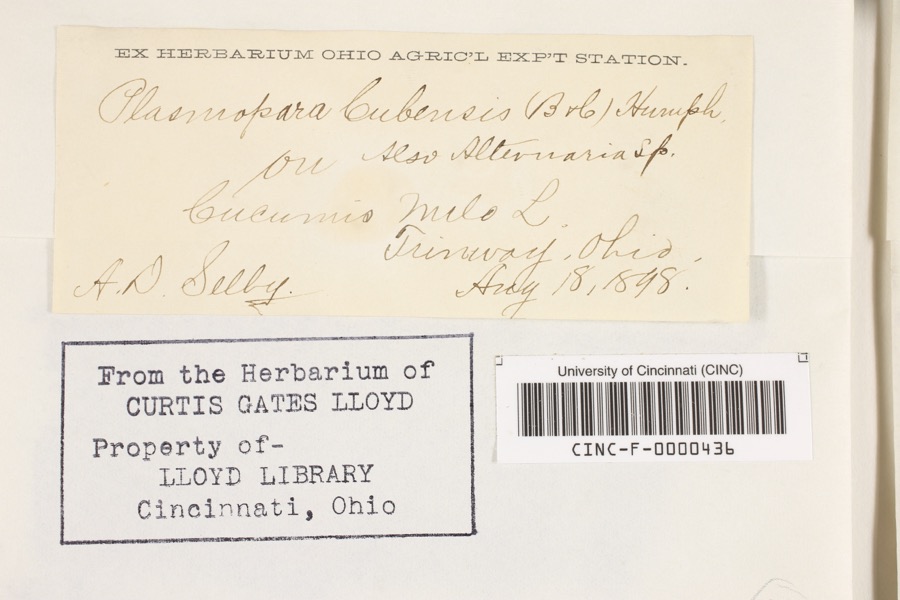 Specimen of Plasmopara cubensis (Berk. & M.A.Curtis) Humphrey