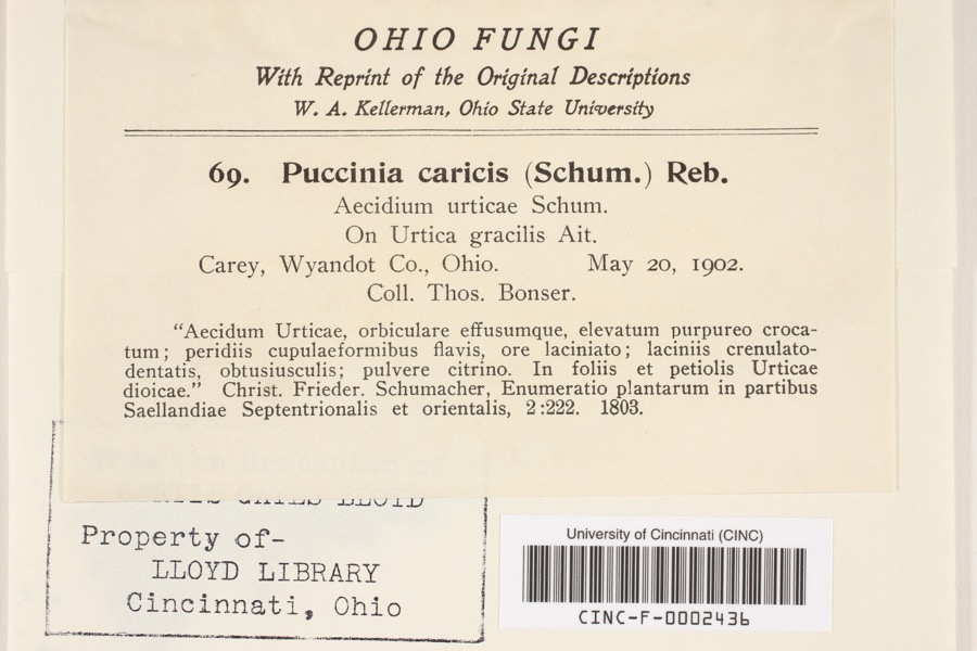 Specimen of Puccinia P.Micheli ex Haller, 1768