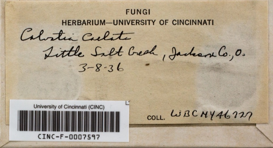 Specimen of Calvatia caelata (Bull.) Morgan