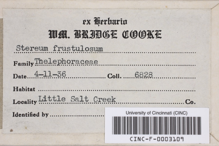 Specimen of Stereum frustulosum (Pers.) Fr.