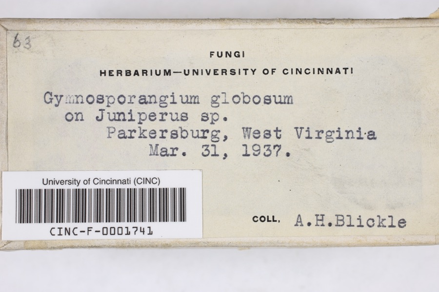 Specimen of Gymnosporangium globosum (Farl.) Farl.