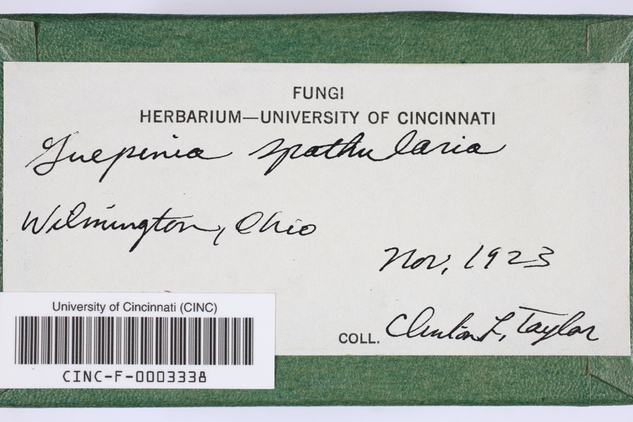 Specimen of Guepinia spathularia (Schwein.) Fr.