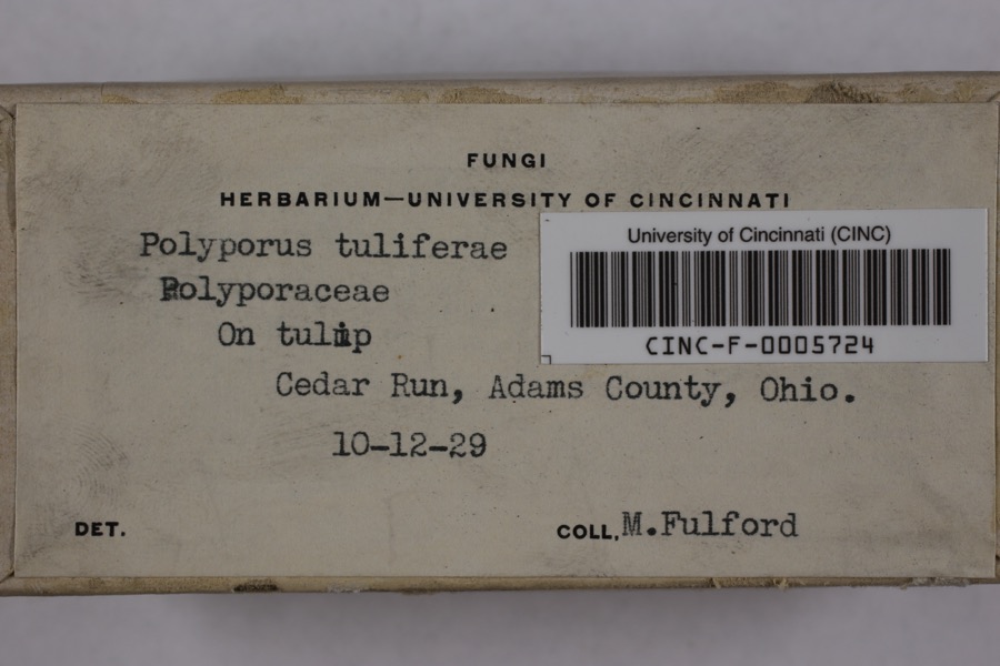 Specimen of Irpex lacteus (Fr.) Fr.