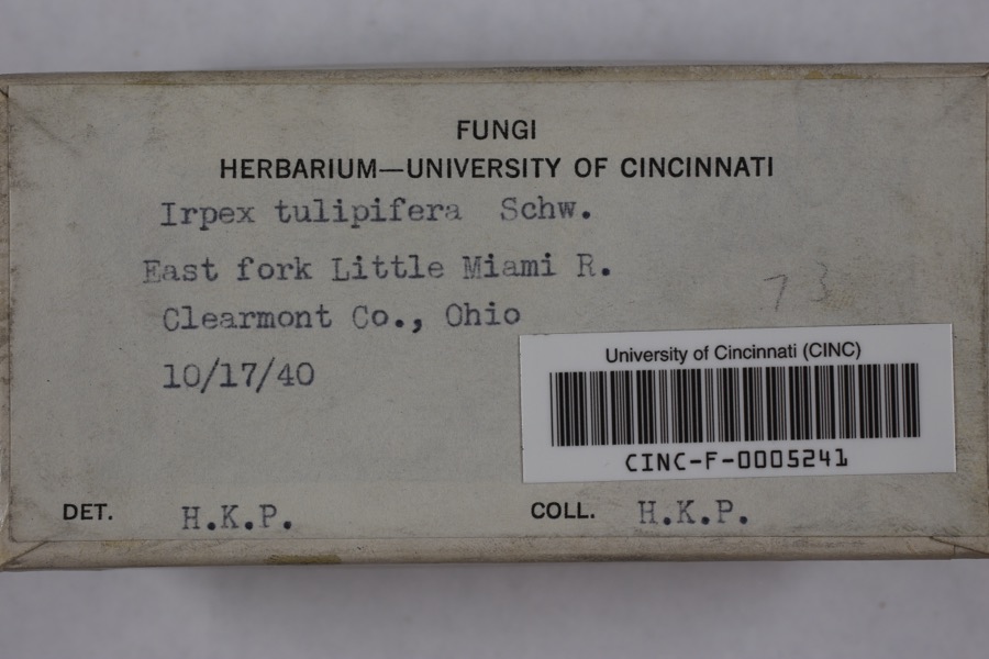 Specimen of Irpex lacteus (Fr.) Fr.