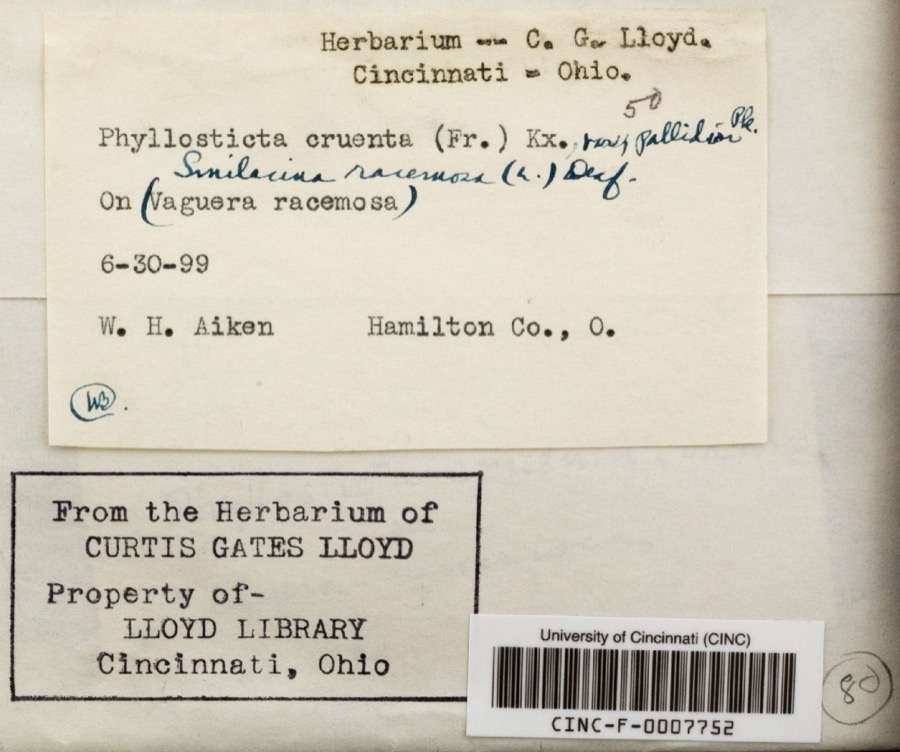 Specimen of Phyllosticta cruenta var. pallidior (Peck) Davis