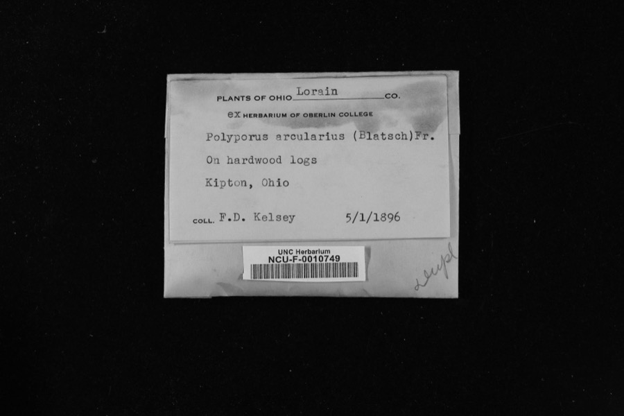 Specimen of Polyporus arcularius (Batsch) Fr.