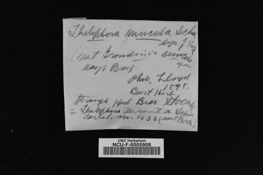 Specimen of Thelephora mucida (Pers. ex J.F.Gmel.) Fr.
