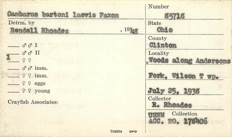 Specimen of Cambarus ortmanni Williamson, 1907
