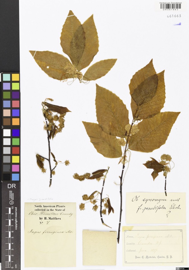 Specimen of Fagus grandifolia Ehrh.