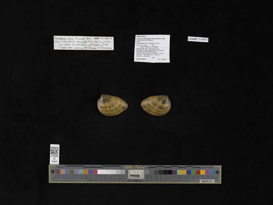 Specimen of Pleurobema clava (Lamarck, 1819)