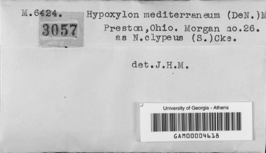 Specimen of Hypoxylon mediterraneum (De Not.) Ces. & De Not.