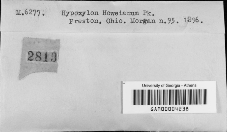 Specimen of Hypoxylon howeianum Peck