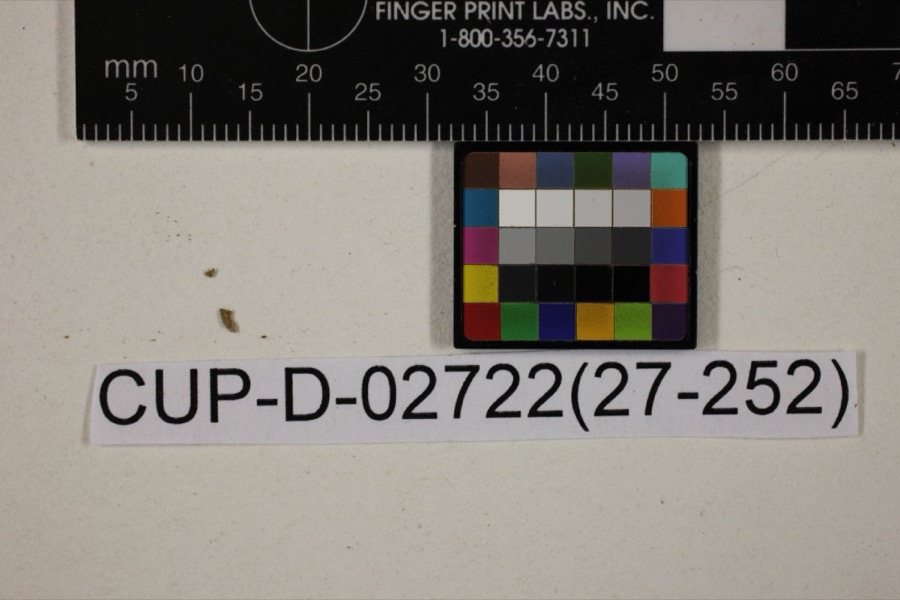 Specimen of Peziza nana Massee & Morgan