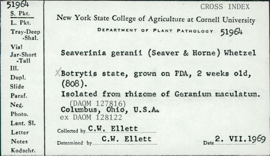 Specimen of Seaverinia geranii (Seaver & W.T.Horne) Whetzel
