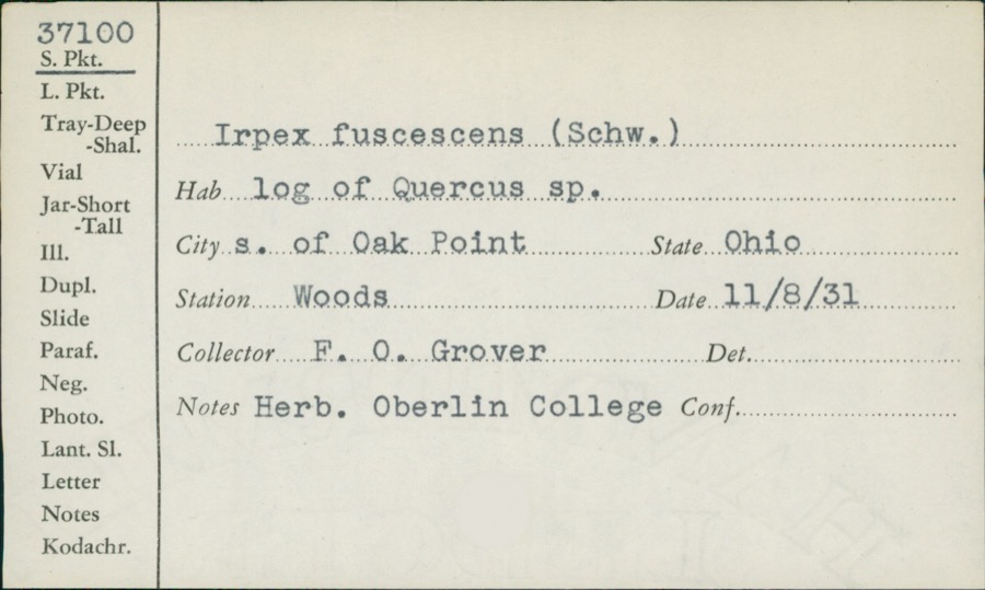 Specimen of Irpex fuscescens (Schwein.) Schwein.