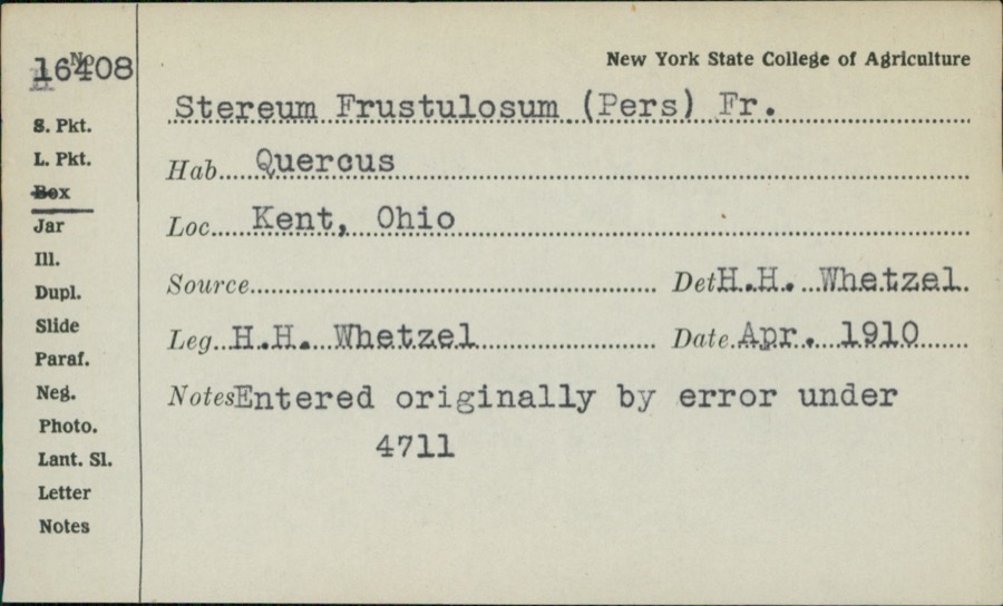 Specimen of Stereum frustulatum (Pers.) Fr.