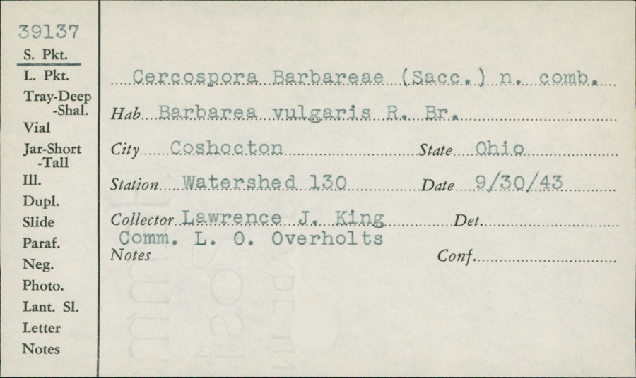 Specimen of Cercospora barbareae (Sacc.) Chupp