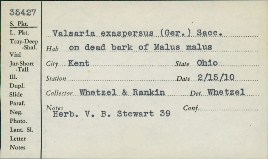 Specimen of Valsaria exasperans (W.R.Gerard) Sacc.