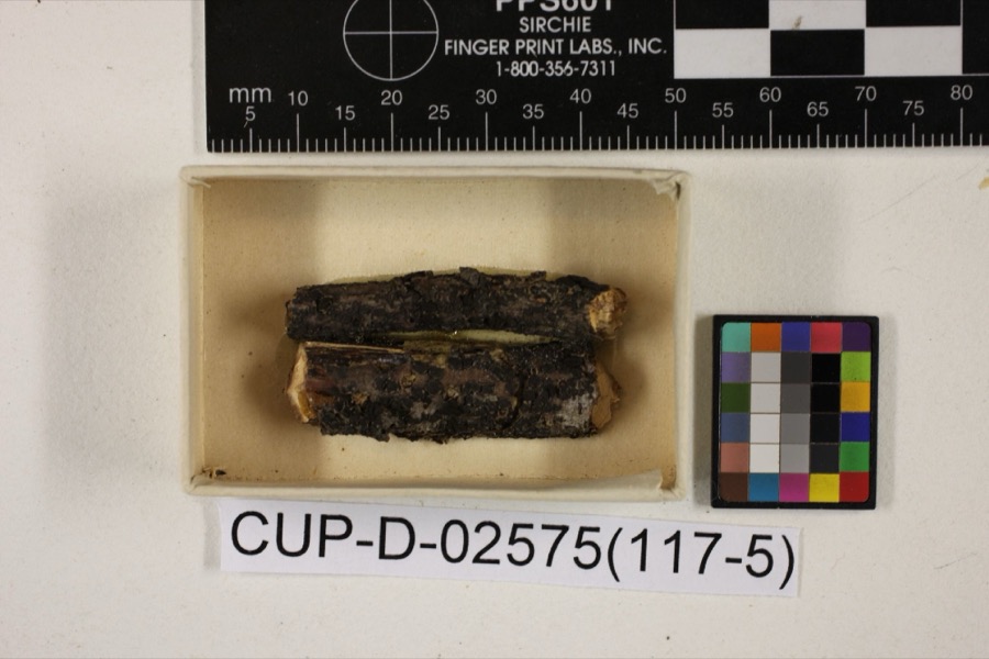 Specimen of Scleroderris rubra Morgan