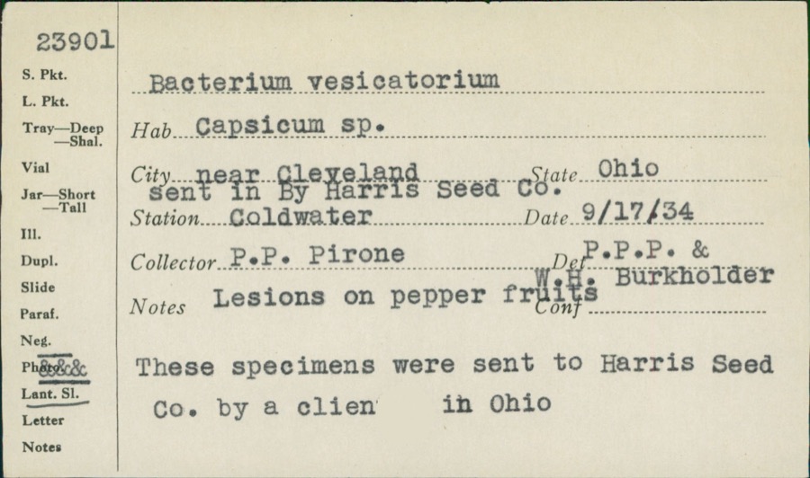 Specimen of