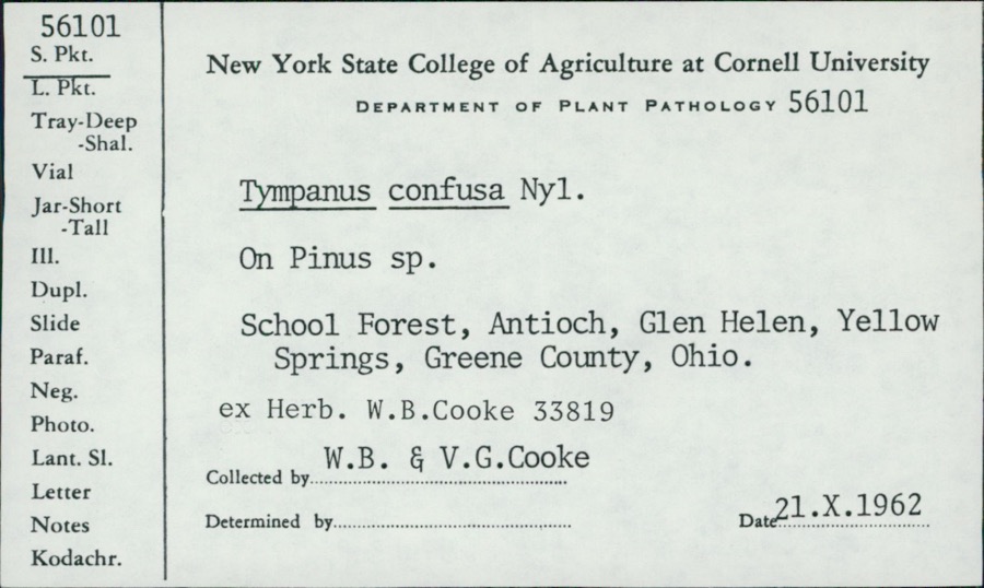 Specimen of Tympanis confusa Nyl.