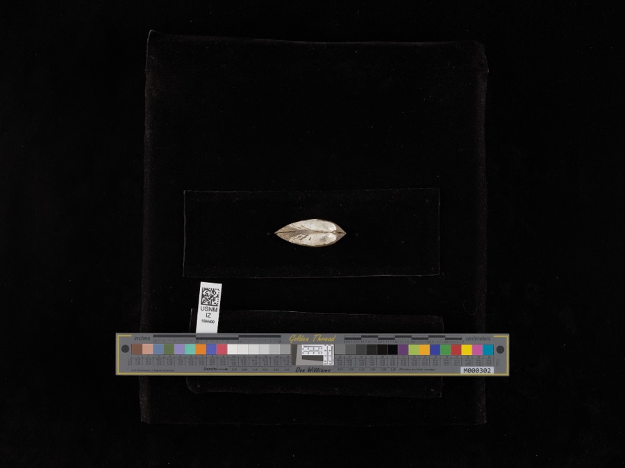 Specimen of Lampsilis radiata (Gmelin, 1791)