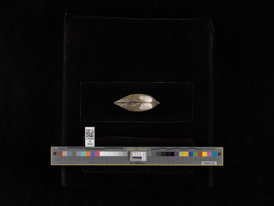 Specimen of Lampsilis radiata (Gmelin, 1791)