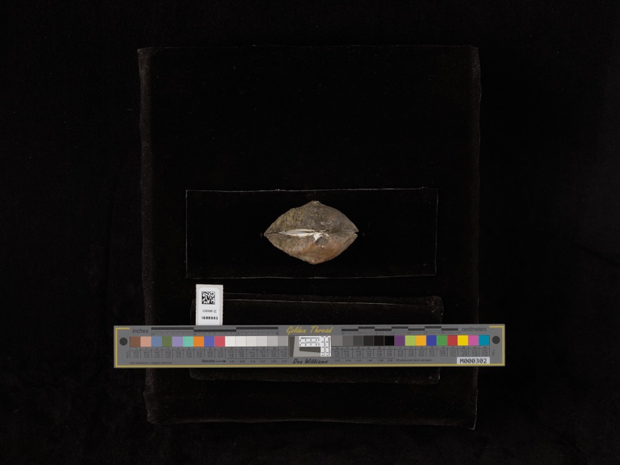 Specimen of Obliquaria reflexa Rafinesque, 1820