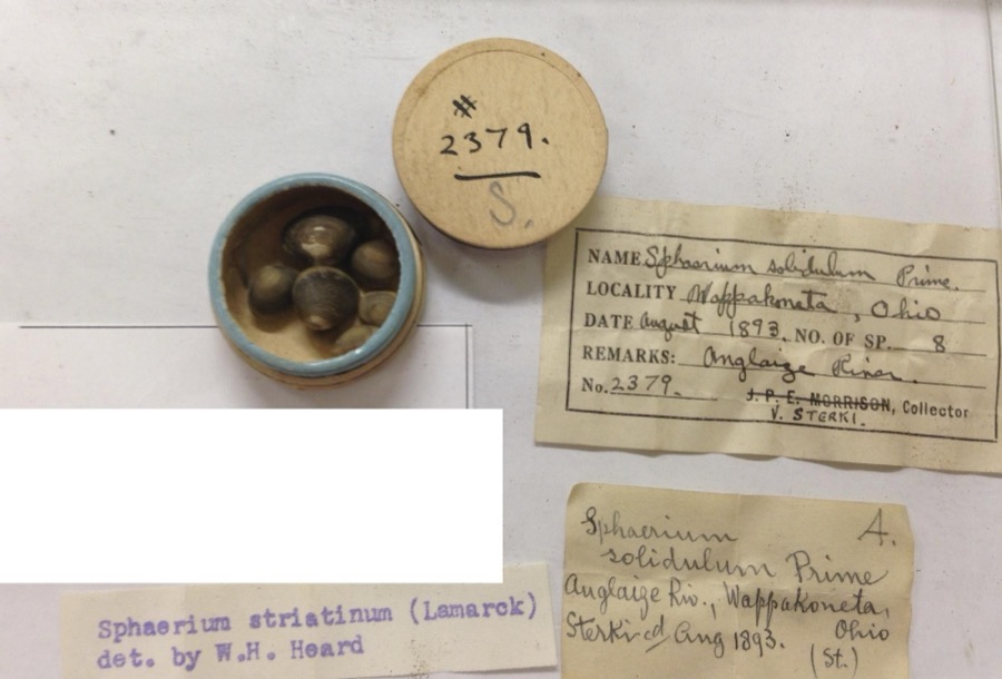 Specimen of Sphaerium striatinum (Lamarck, 1818)