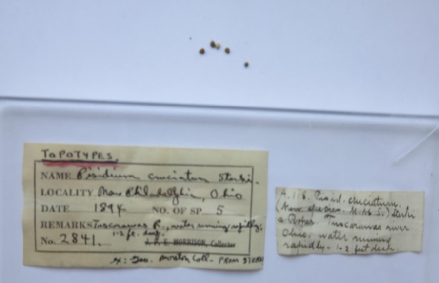 Specimen of Pisidium cruciatum Sterki, 1895