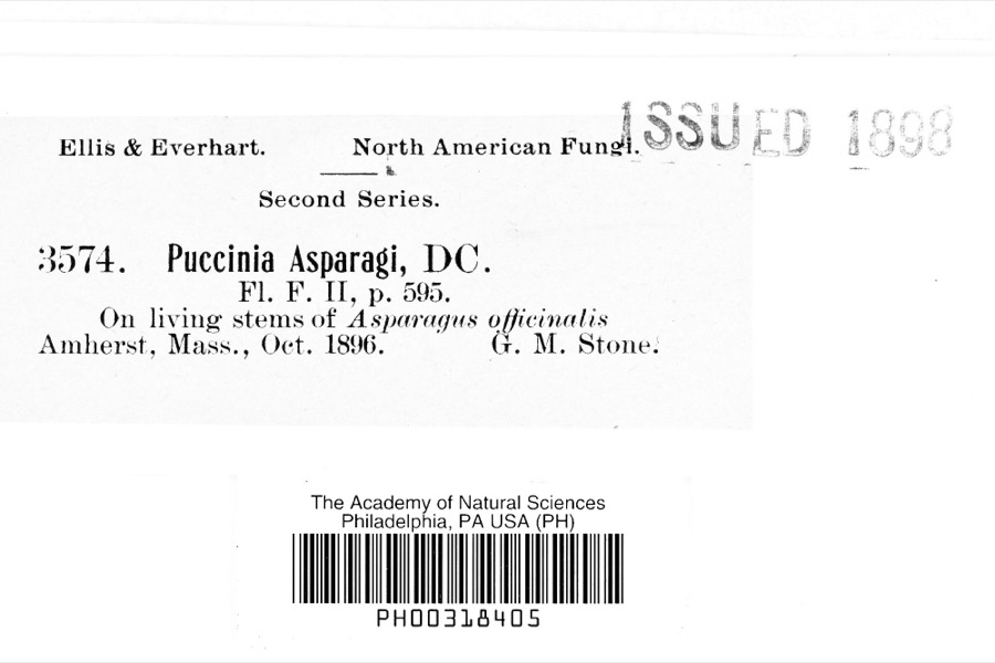 Specimen of Puccinia asparagi DC.