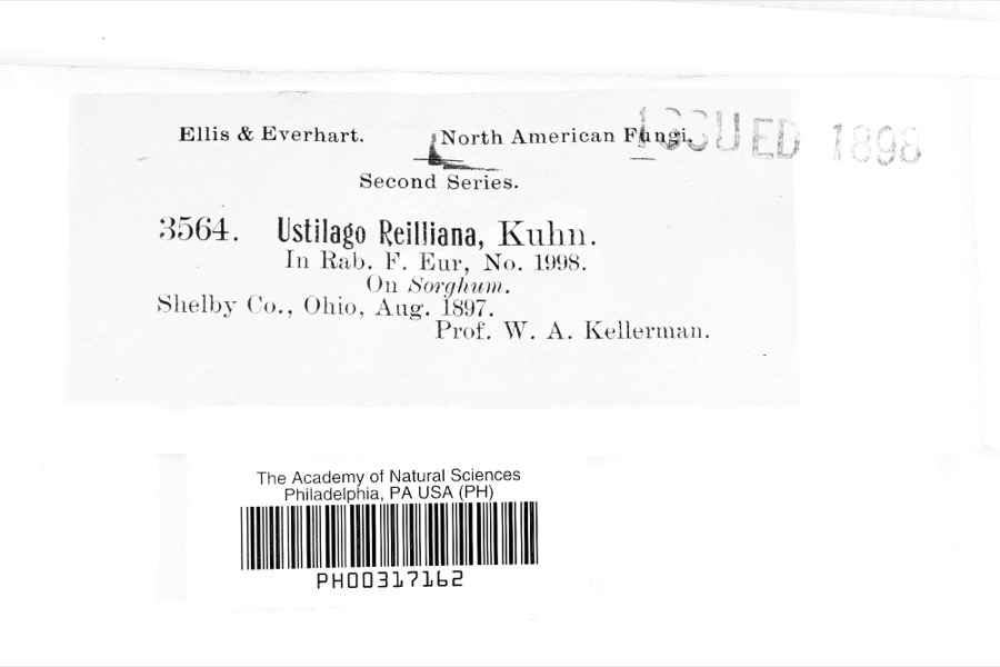 Specimen of Ustilago reiliana J.G.Kühn