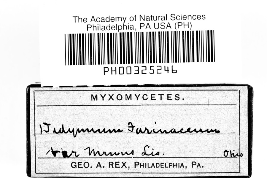 Specimen of Didymium melanospermum (Pers.) T.Macbr., 1899