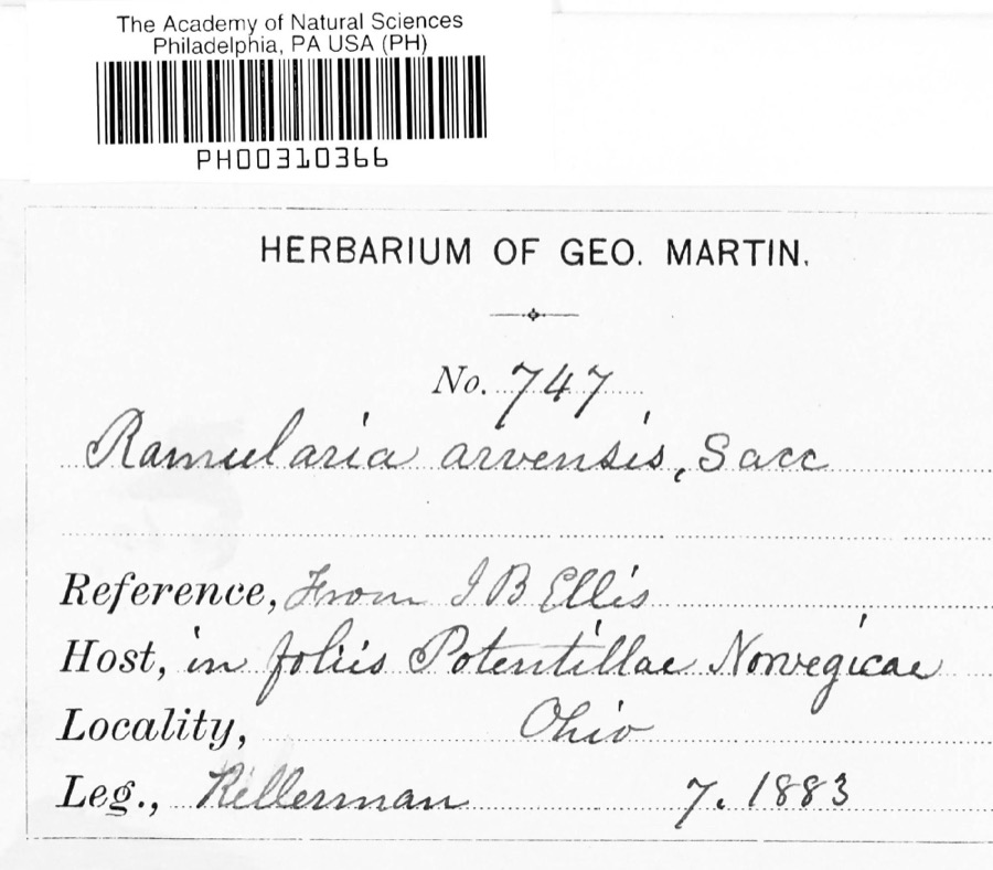 Specimen of Ramularia arvensis Sacc.