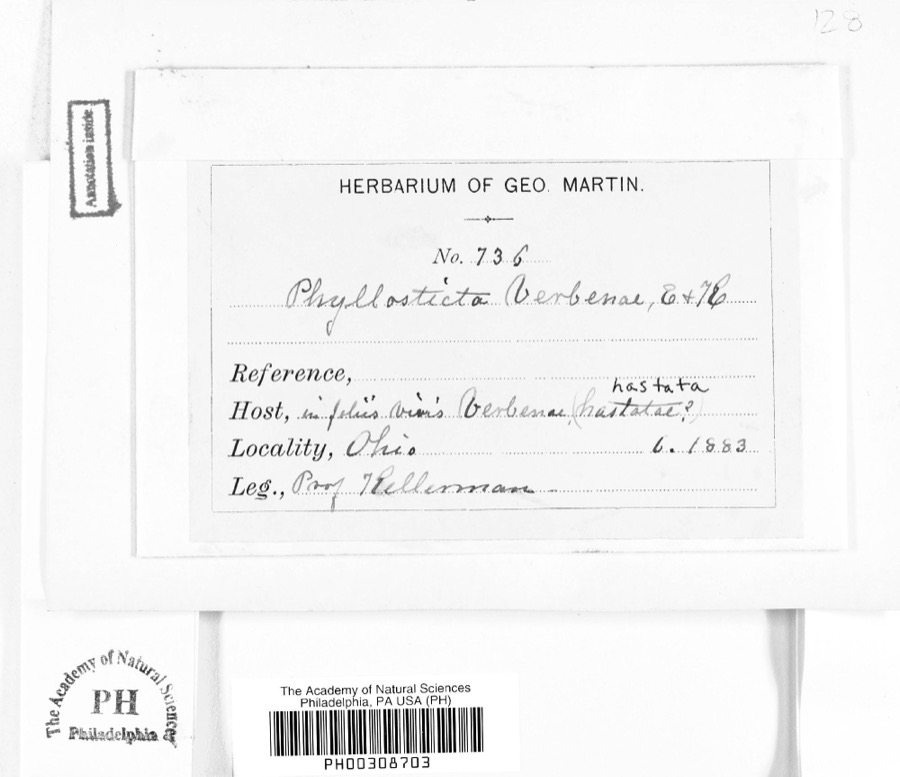 Specimen of Phyllosticta verbenae Sacc., 1879