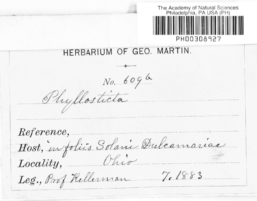 Specimen of Phyllosticta Pers., 1818