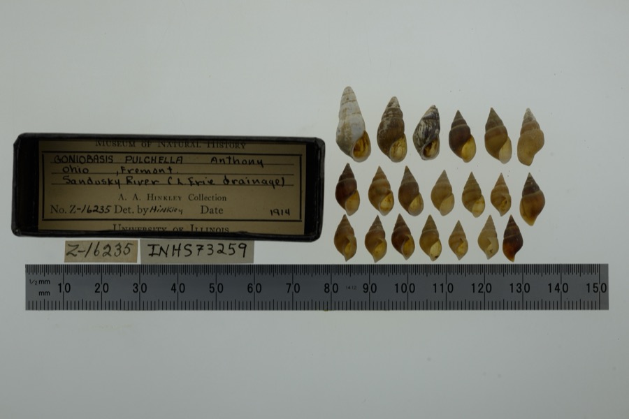 Specimen of Elimia semicarinata (Say, 1829)