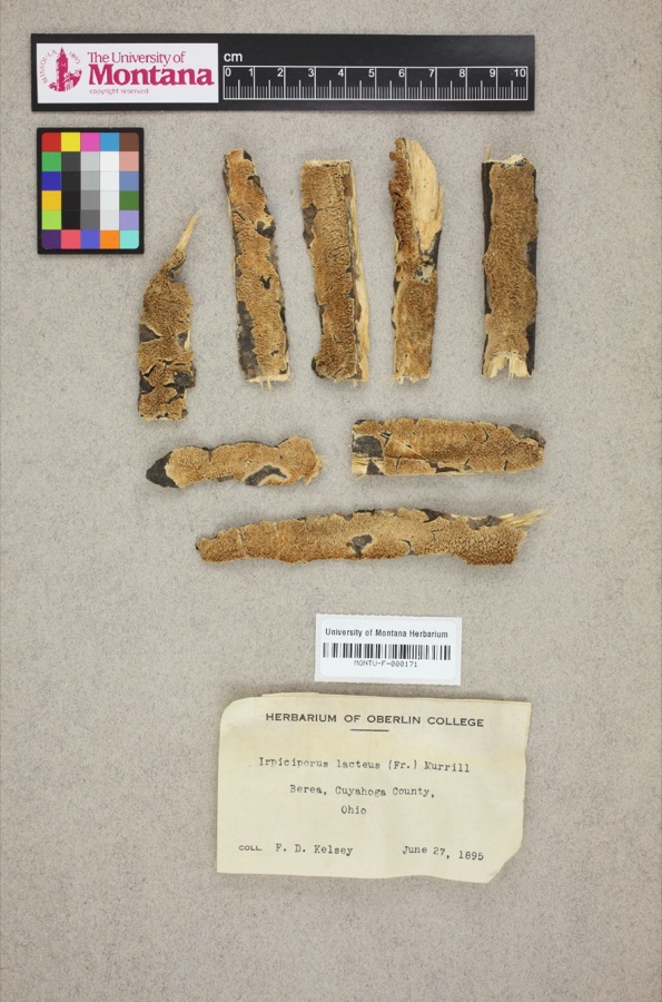 Specimen of Irpiciporus lacteus (Fr.) Murrill