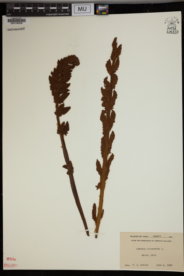 Specimen of Osmunda cinnamomea L.