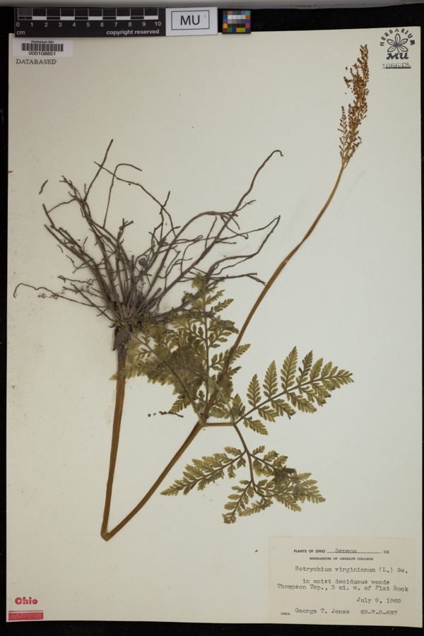 Specimen of Botrychium virginianum (L.) Sw.