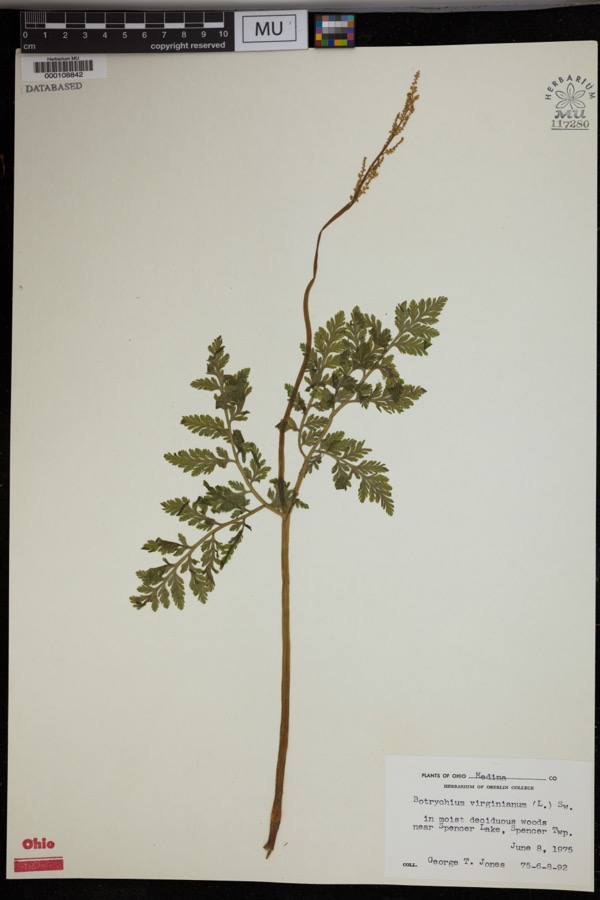 Specimen of Botrychium virginianum (L.) Sw.