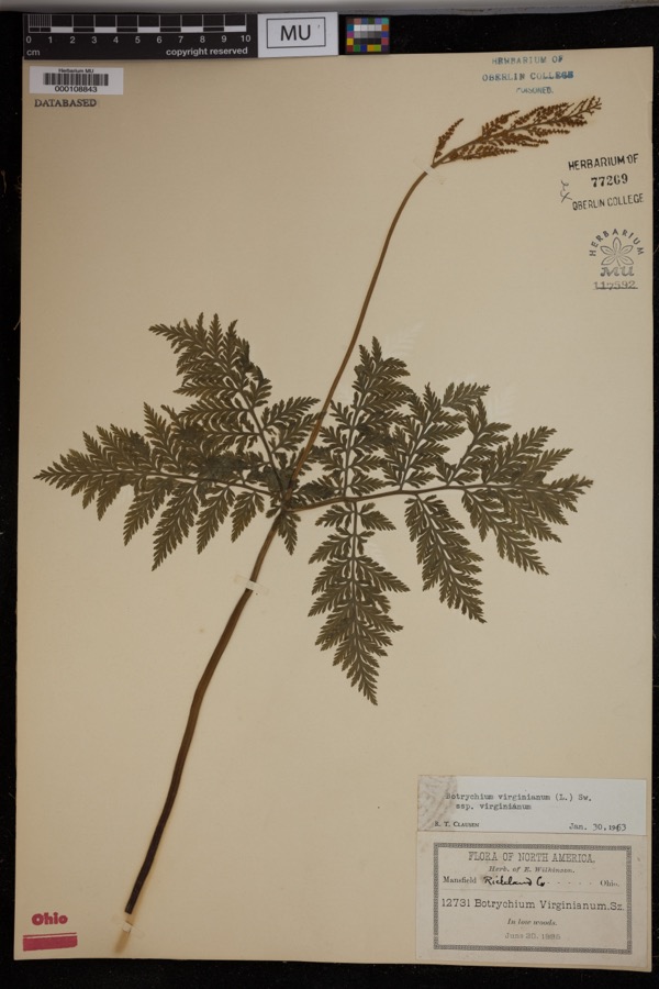 Specimen of Botrychium virginianum subsp. virginianum