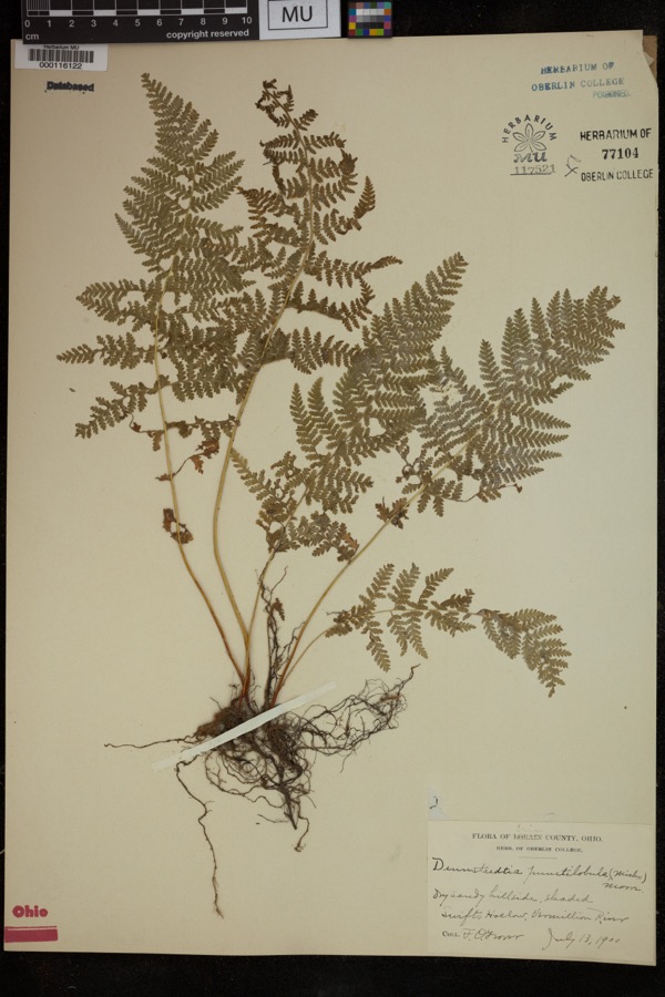 Specimen of Dennstaedtia punctilobula (Michx.) T.Moore