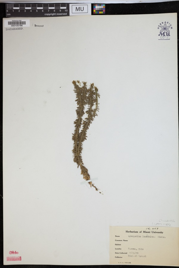 Specimen of Lycopodium lucidulum Michx.