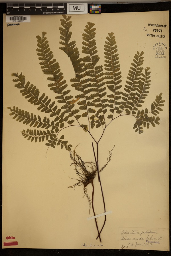 Specimen of Adiantum pedatum L.