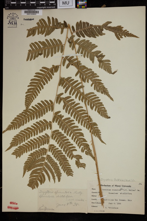 Specimen of Dryopteris goldiana (Hook. ex Goldie) A.Gray