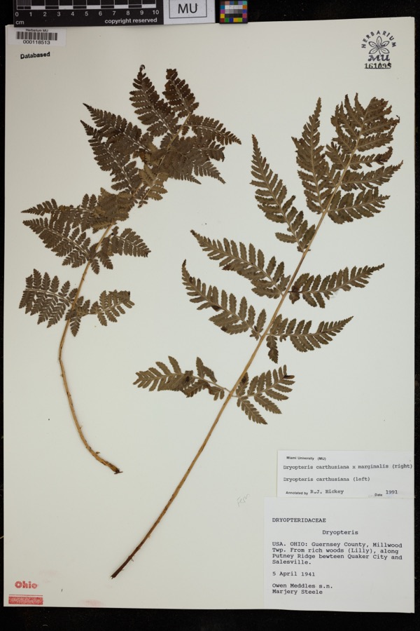 Specimen of Dryopteris carthusiana (Vill.) H.P.Fuchs