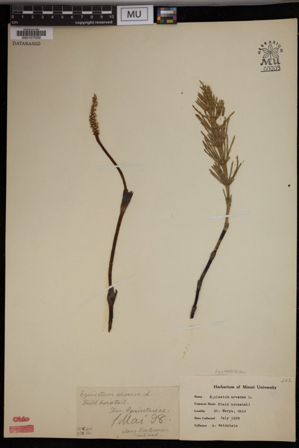 Specimen of Equisetum arvense L.